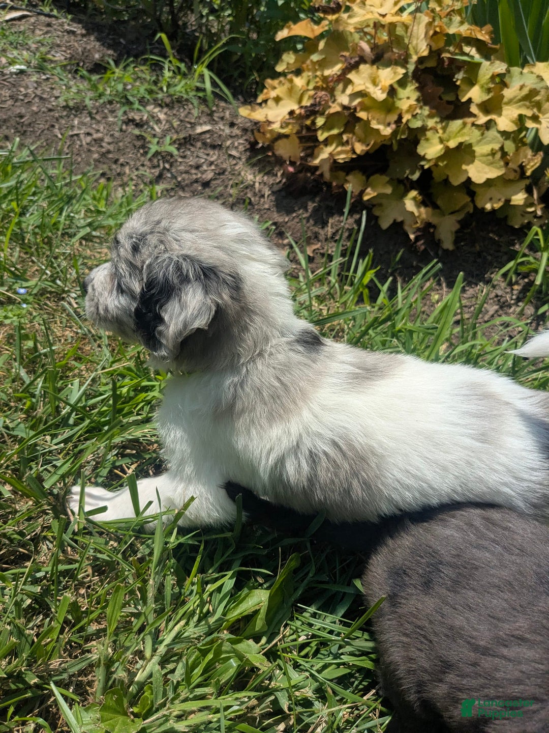 Newfypoo dogs for sale: Lime Green Boy - Image 3