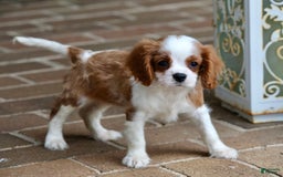 Cavalier King Charles Spaniel dogs for sale: Loki - Image 20