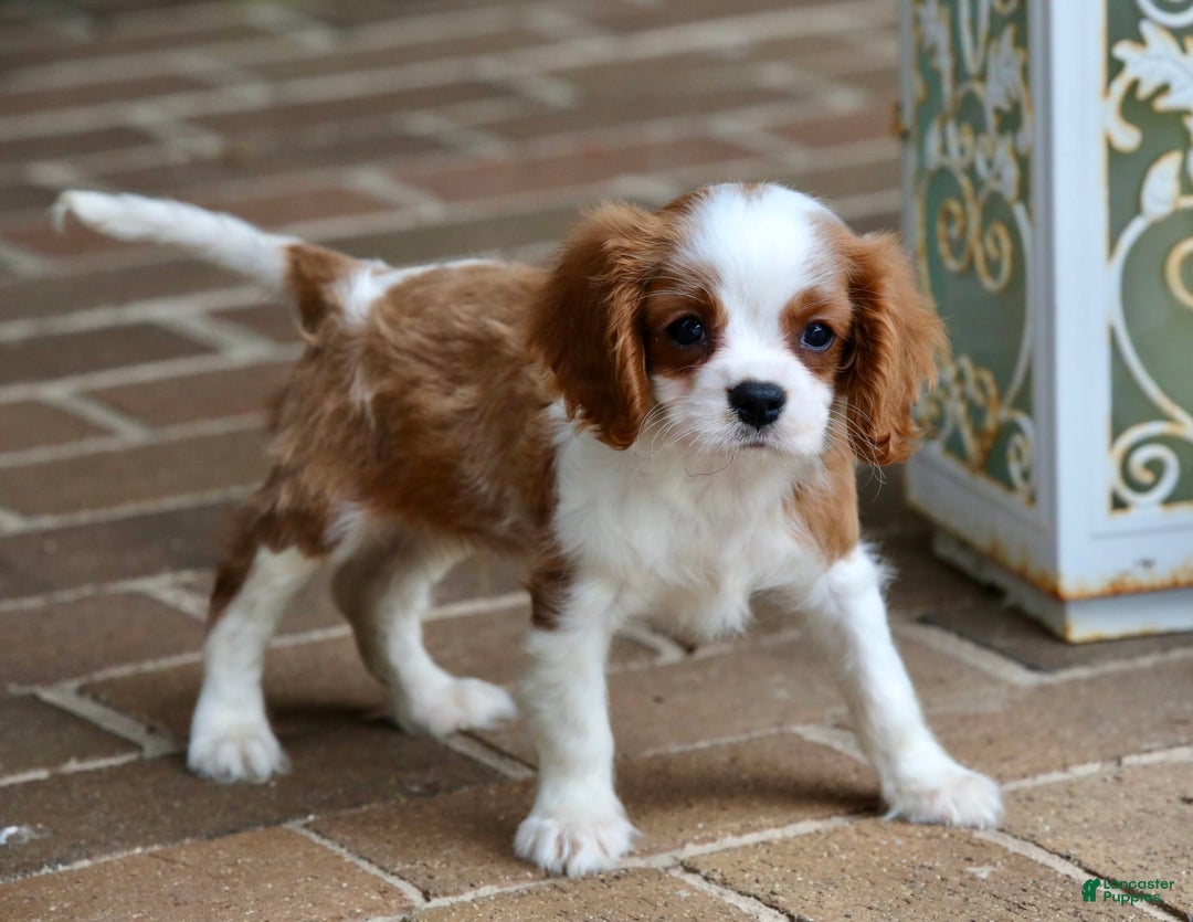 Cavalier King Charles Spaniel dogs for sale: Loki - Image 20