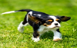 Cavalier King Charles Spaniel dogs for sale: Musketeer - Image 3