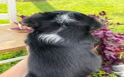 Welsh Corgi Pembroke dogs for sale: Welsh Corgi (Pembroke) 5 puppies - Image 26