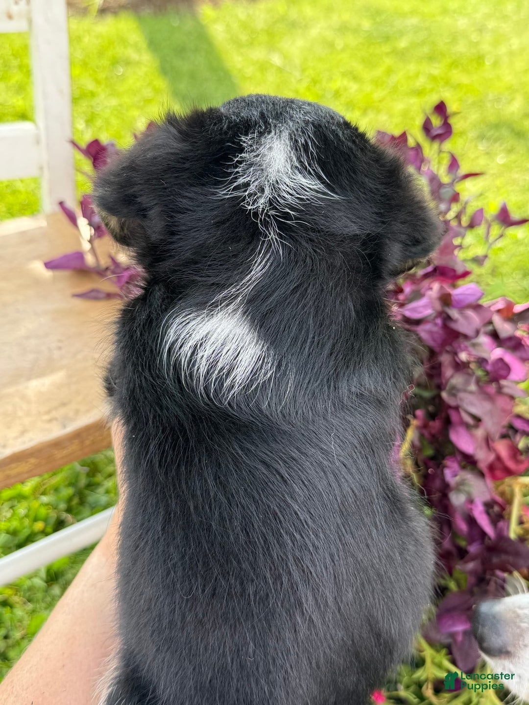 Welsh Corgi Pembroke dogs for sale: Welsh Corgi (Pembroke) 5 puppies - Image 26