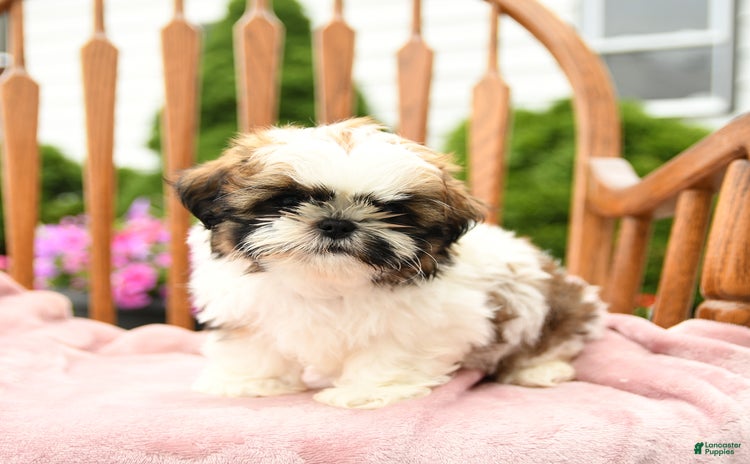 Shih Tzu dogs for sale - Ad 2