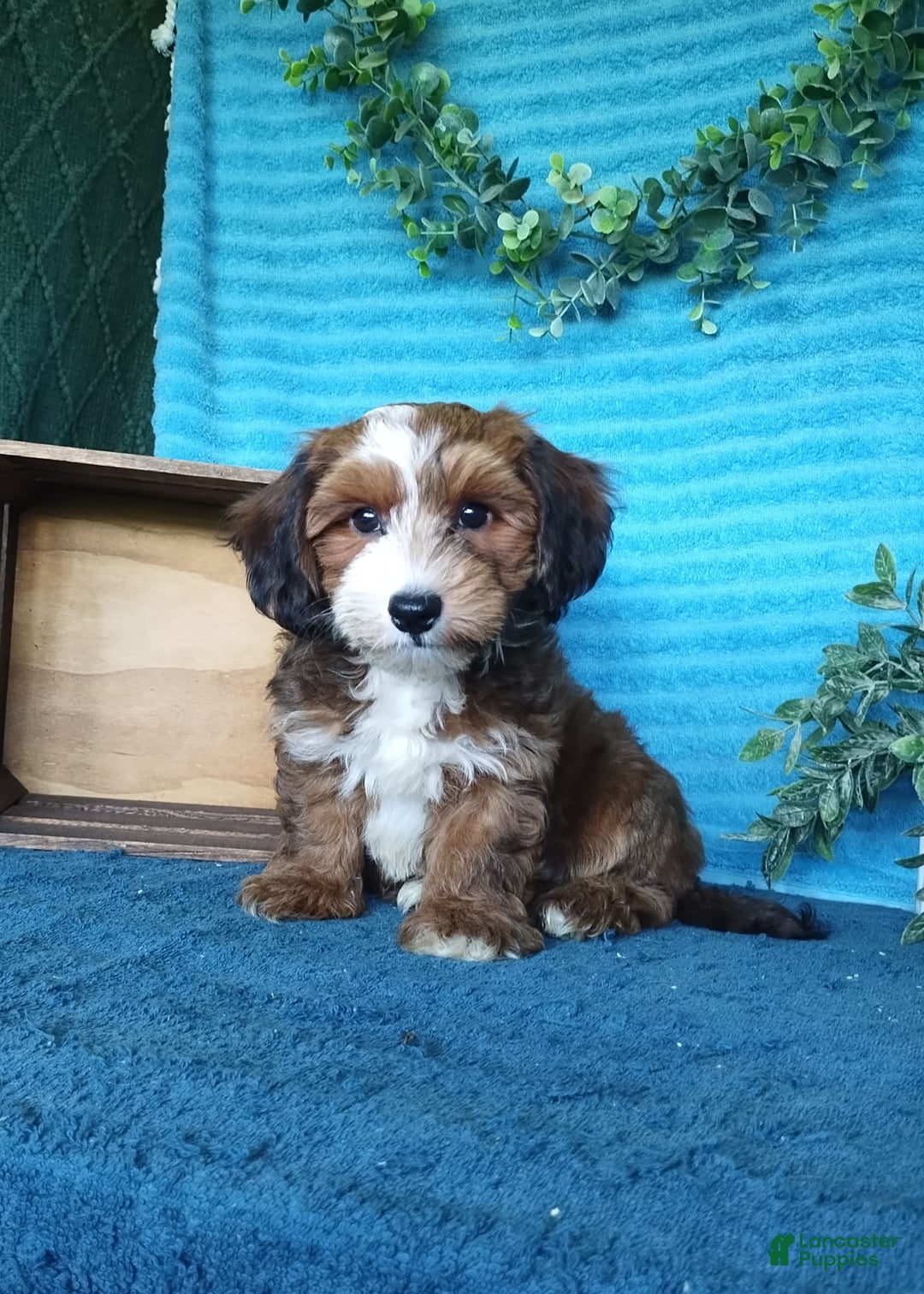 Havanese dogs for sale: Duke - Image 4