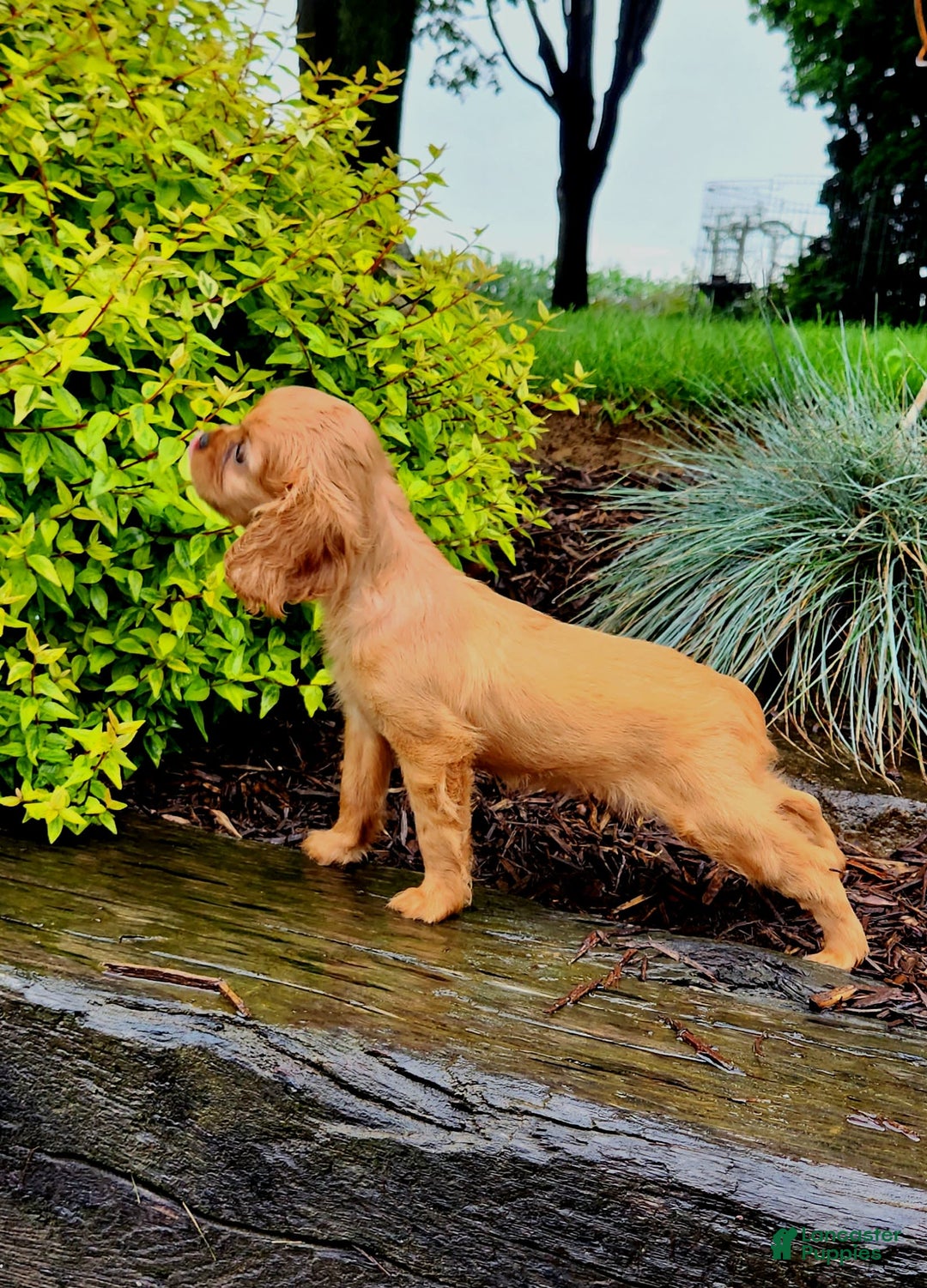 Cavapoo dogs for sale: Ruby - Image 1