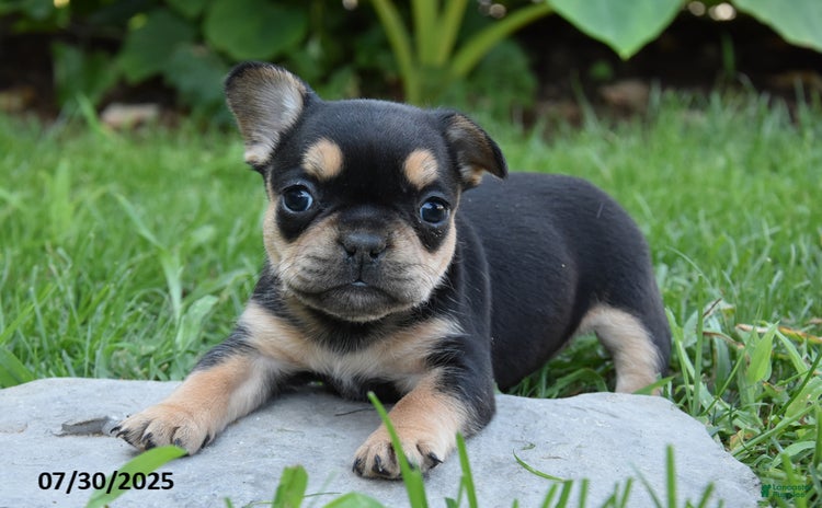 French Bulldog dogs for sale - Ad 4