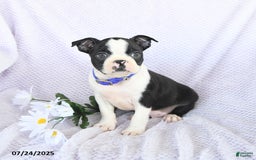 Boston Terrier dogs for sale: Oliver - Image 2
