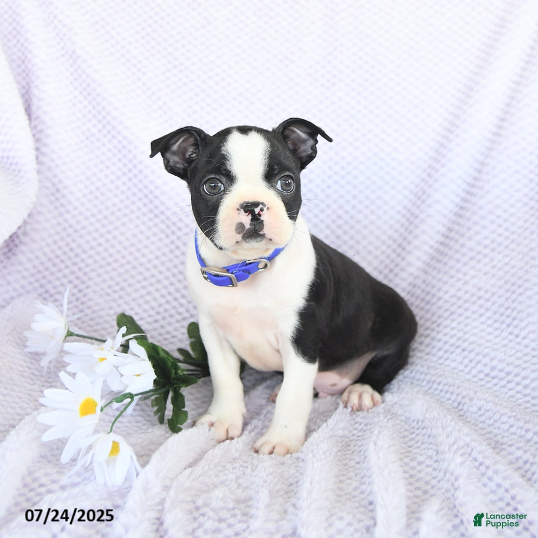 Boston Terrier dogs for sale: Oliver - Image 2
