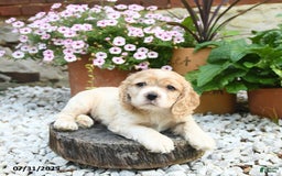 Cocker Spaniel dogs for sale: Cooper - Image 4