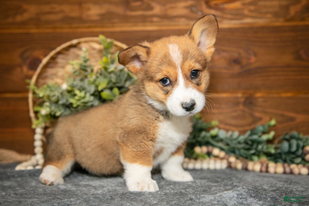 Welsh Corgi Pembroke dogs for sale: Willow - Image 3