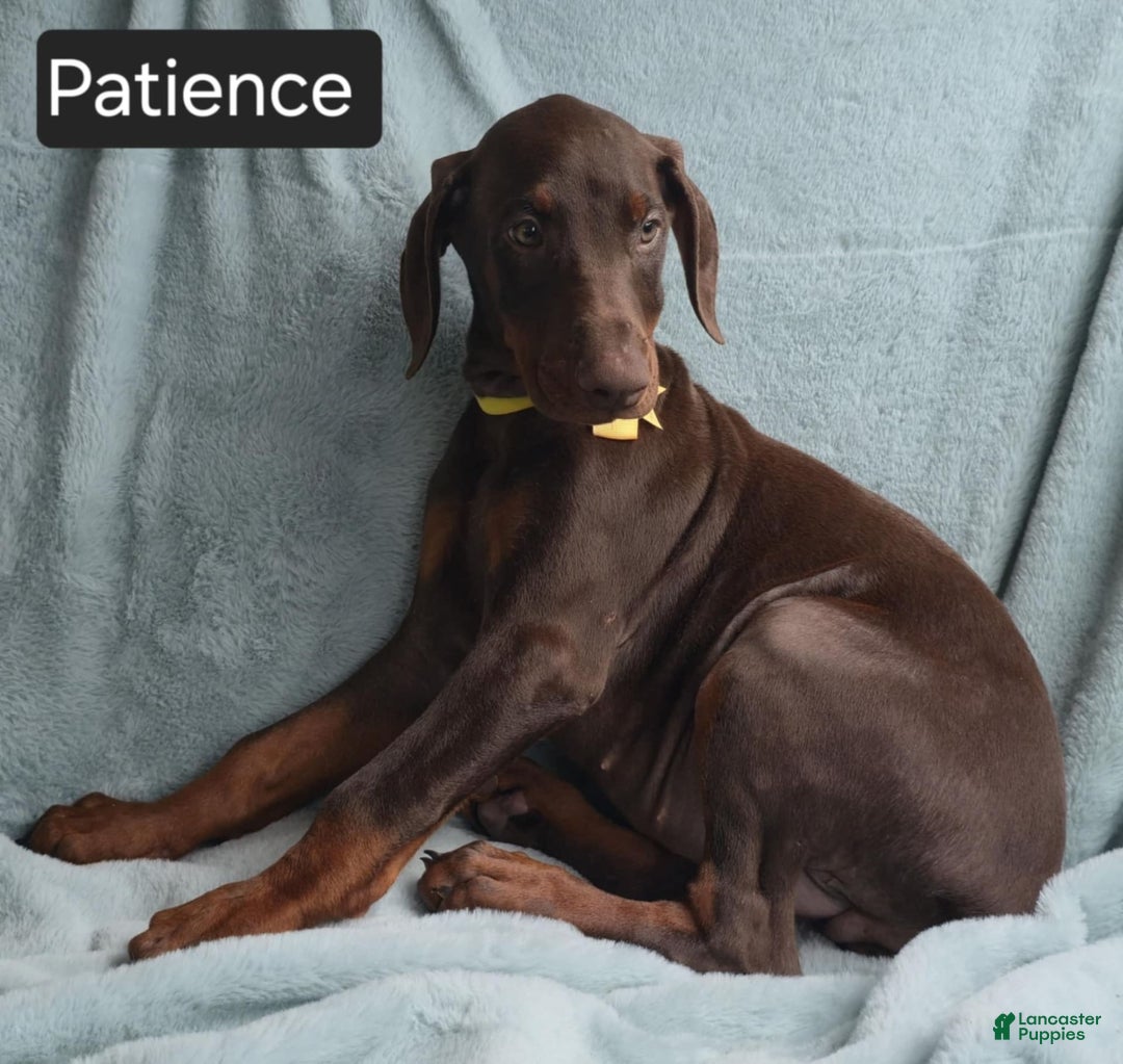 Doberman Pinscher dogs for sale: Patience - Image 1