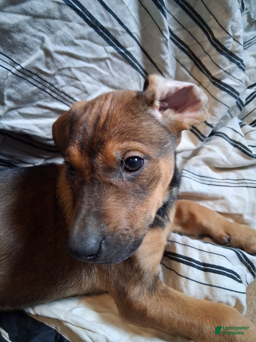 Doberman Pinscher dogs for sale: Cider - Image 3