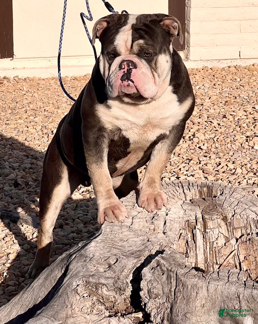 Olde English Bulldogge dogs for sale: Otto - Image 6