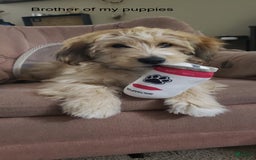 Beagle dogs for sale: Bassetdoodles - Image 21
