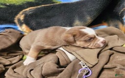 Puggle dogs for sale: Toby - Image 6