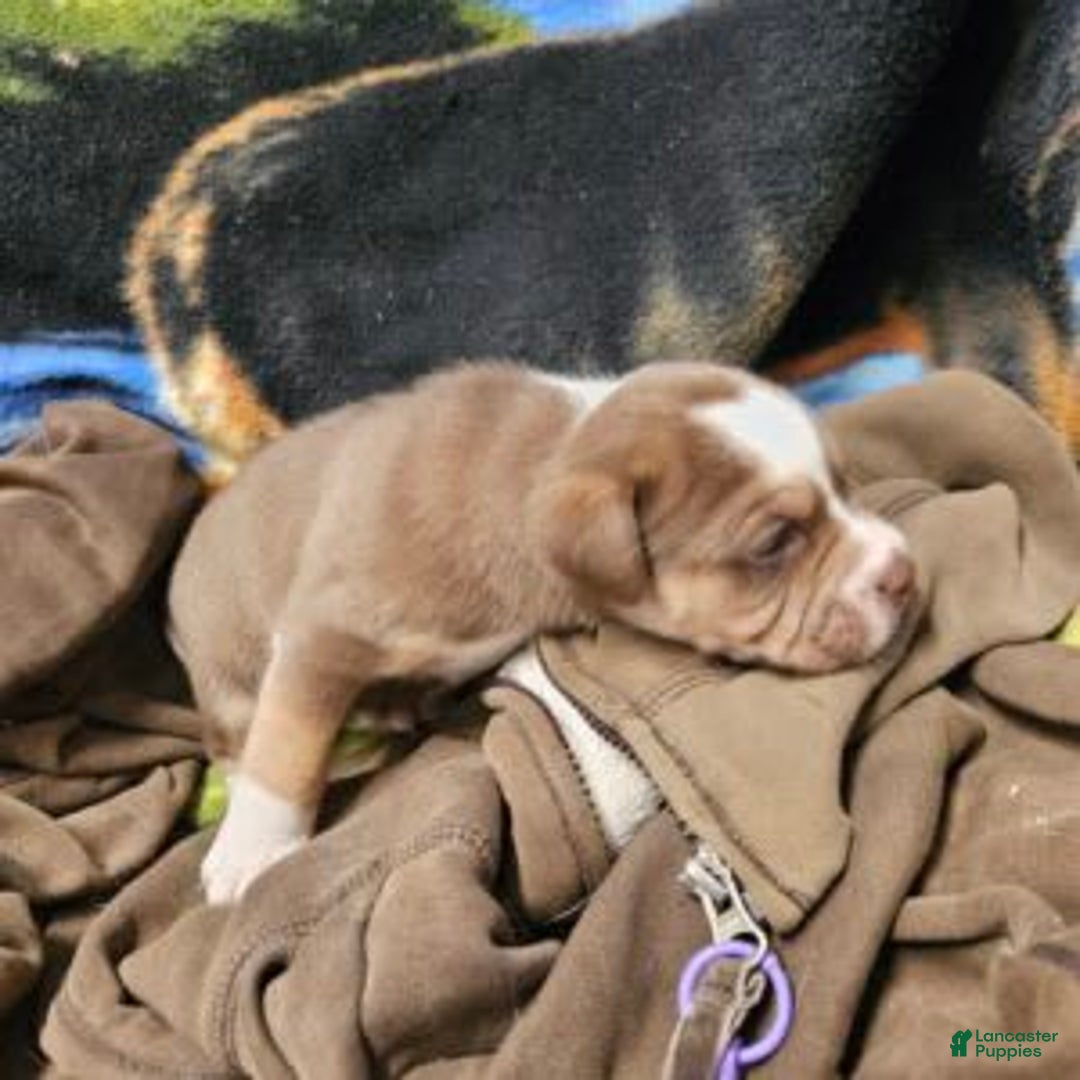 Puggle dogs for sale: Toby - Image 6