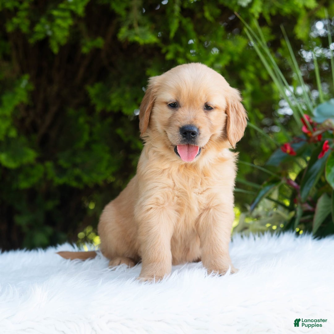 Golden Retriever dogs for sale: Hannah - Image 4