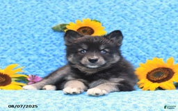 Pomsky dogs for sale: Norah - Image 5