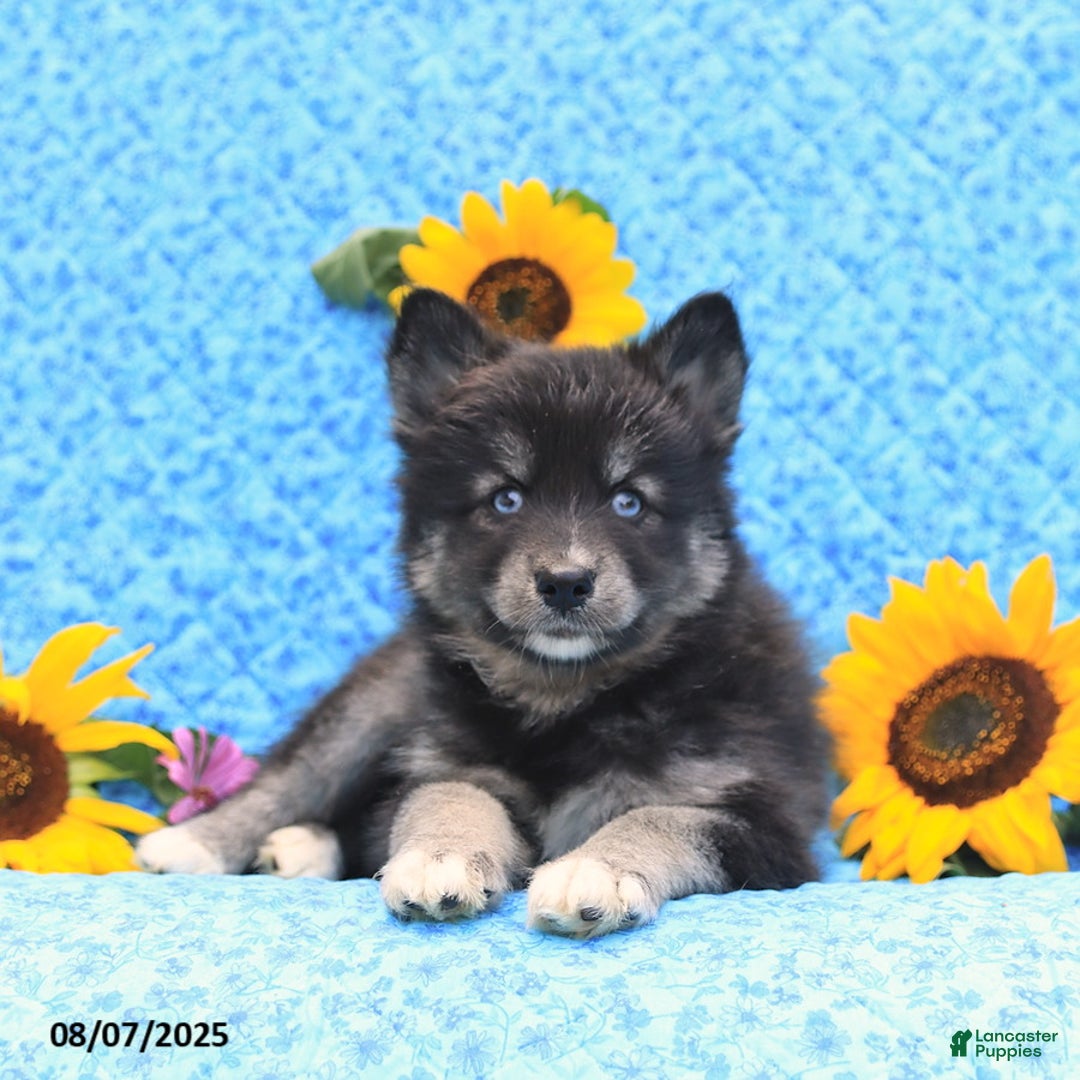 Pomsky dogs for sale: Norah - Image 5