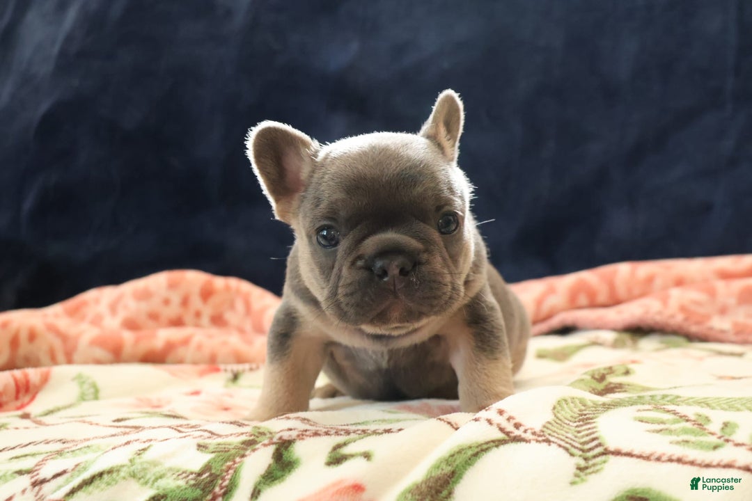 French Bulldog dogs for sale: Orion - Image 1