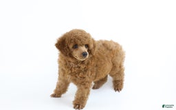 Miniature Poodle dogs for sale: Chase - Image 2