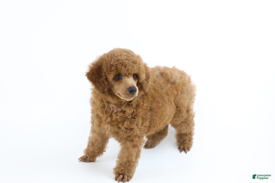 Miniature Poodle dogs for sale: Chase - Image 2