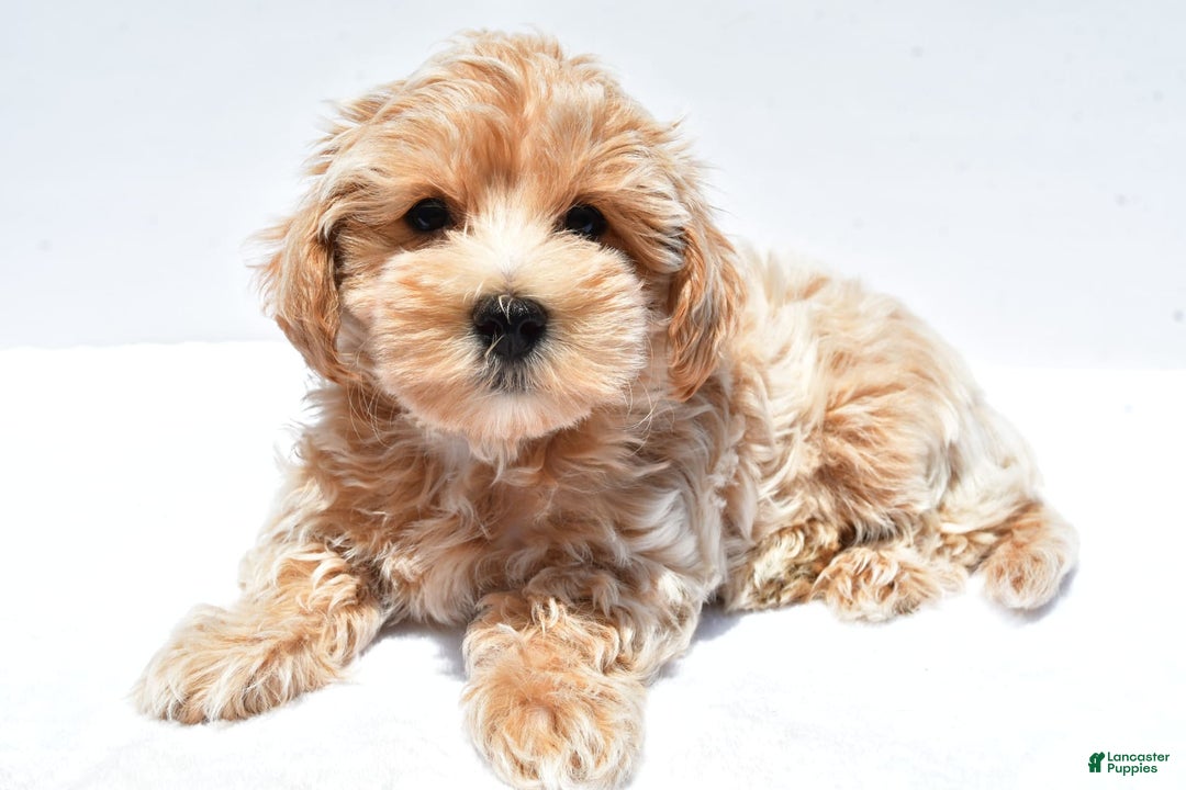 Maltipoo dogs for sale: Clay - Image 7