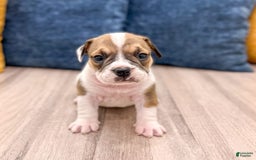 Beabull dogs for sale: Destiney - Image 4