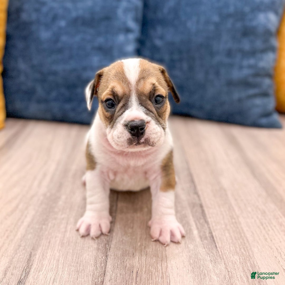 Beabull dogs for sale: Destiney - Image 4