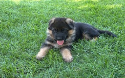 German Shepherd dogs for sale: 2nd Boy - Image 5