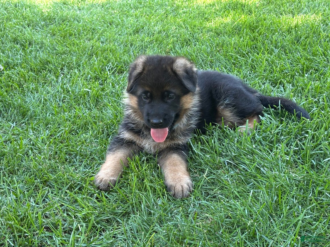 German Shepherd dogs for sale: 2nd Boy - Image 5