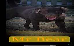 Labrador Retriever dogs for stud: Mr Bear - Image 5