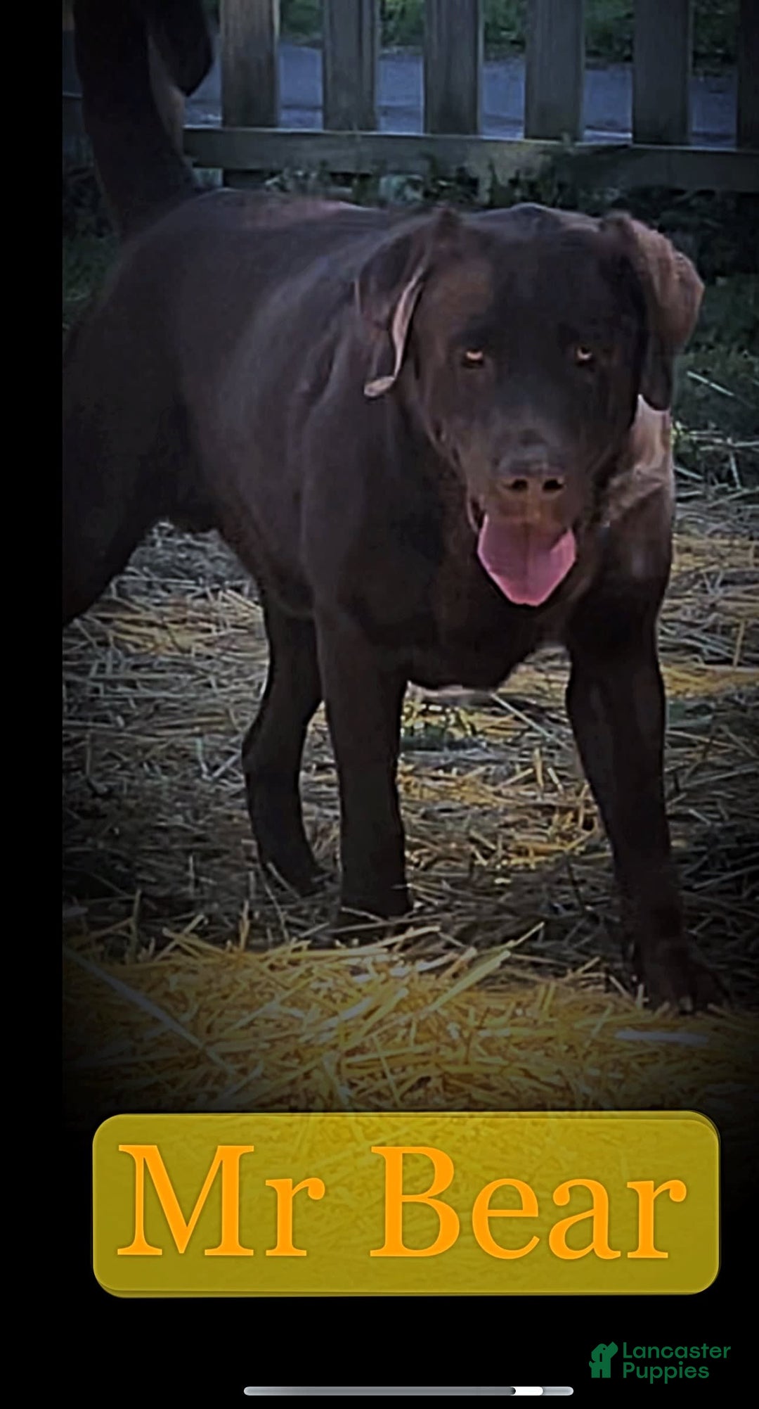 Labrador Retriever dogs for stud: Mr Bear - Image 5