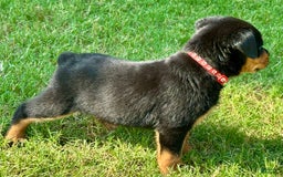 Rottweiler dogs for sale: Red Collar - Image 3