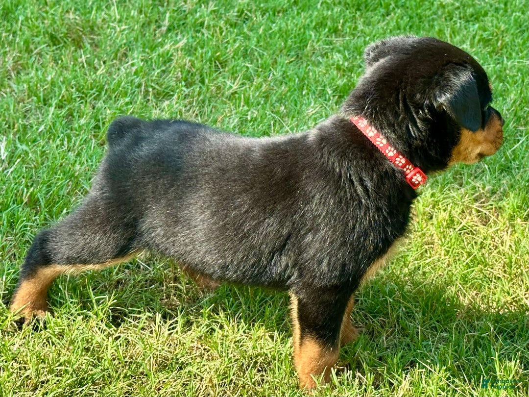 Rottweiler dogs for sale: Red Collar - Image 3