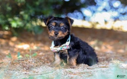 Yorkshire Terrier dogs for sale: Tyler - Image 2