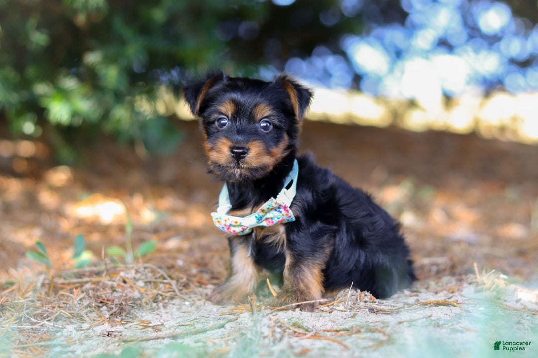 Yorkshire Terrier dogs for sale: Tyler - Image 2