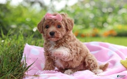 Havapoo dogs for sale: Tabby - Image 5