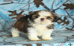 Shih Tzu dogs for sale: Sophie - Image 3