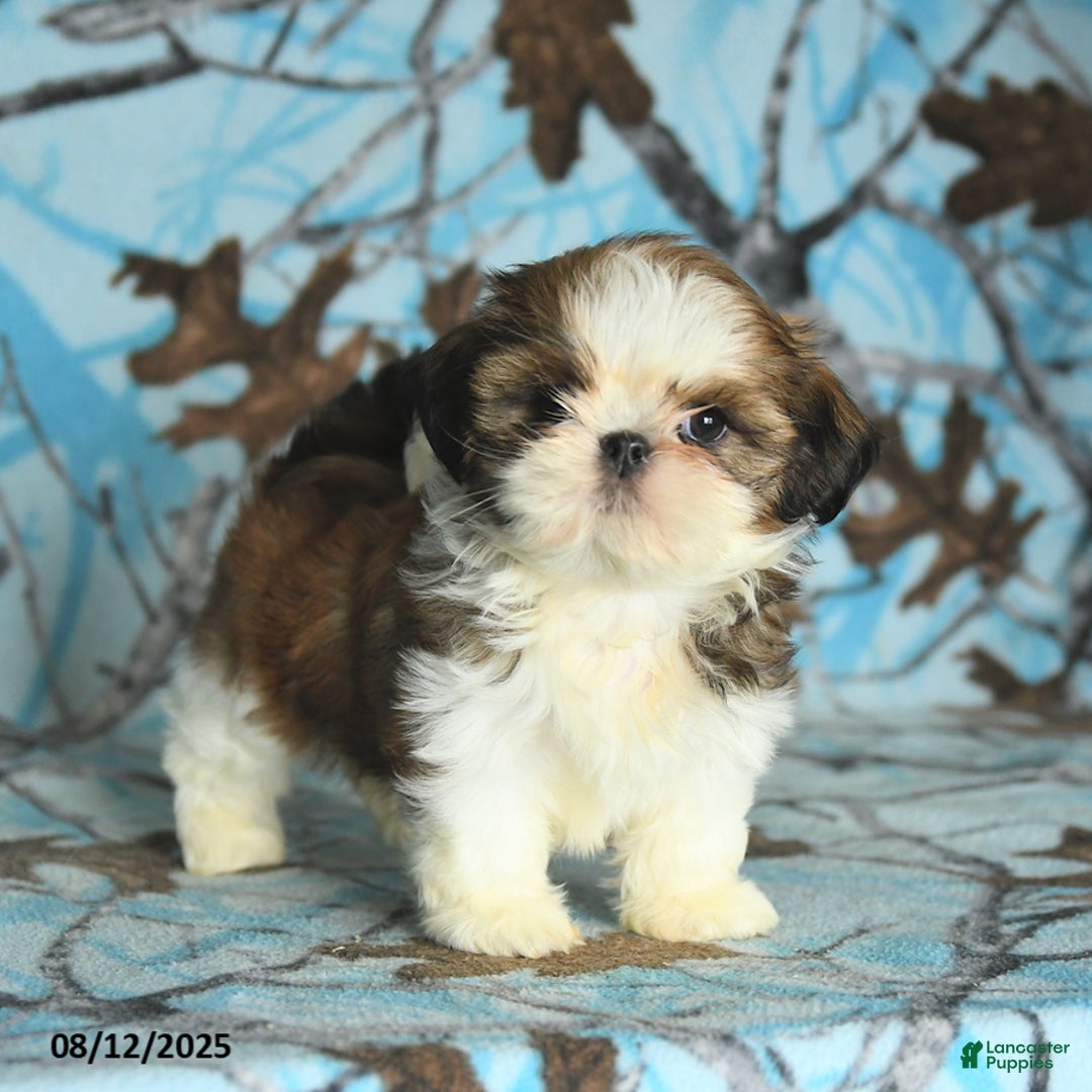 Shih Tzu dogs for sale: Sophie - Image 3