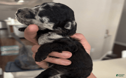 Aussiedoodle dogs for sale: Milly - Image 18