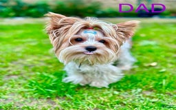 Yorkshire Terrier dogs for sale: Femi - Image 6