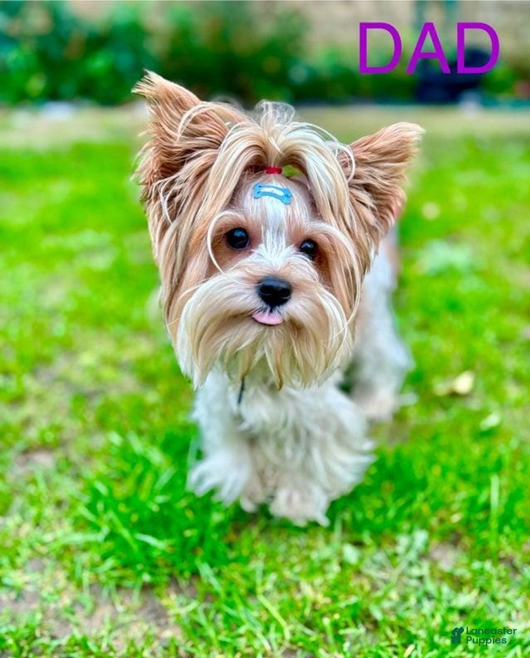 Yorkshire Terrier dogs for sale: Femi - Image 6