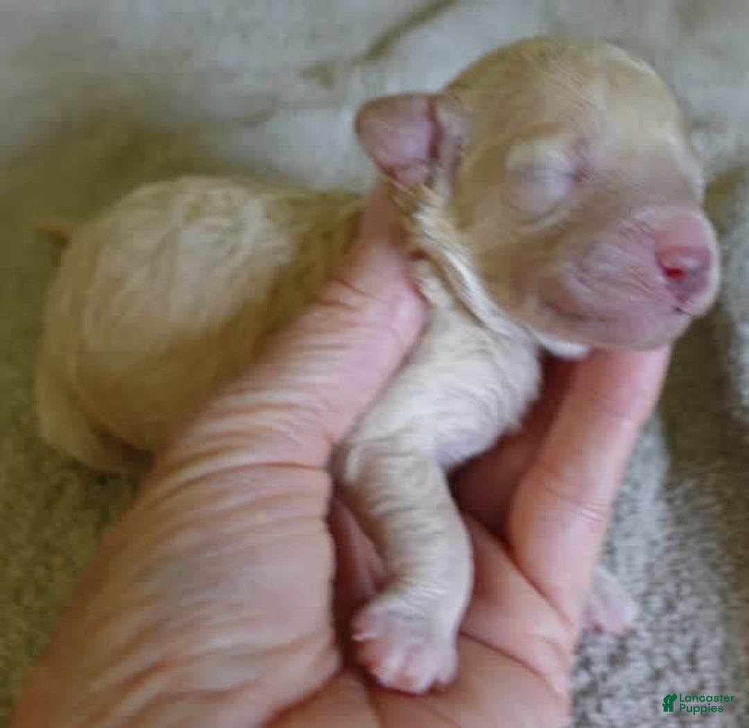 Toy Poodle dogs for sale: Nimmi Apricot - Image 10
