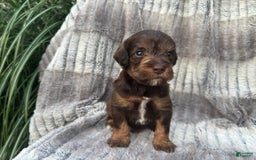 Schnoodle dogs for sale: Ramsey - Image 1