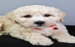Bichpoo dogs for sale: Splash - Image 4