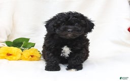 Havapoo dogs for sale: Lucky - Image 2