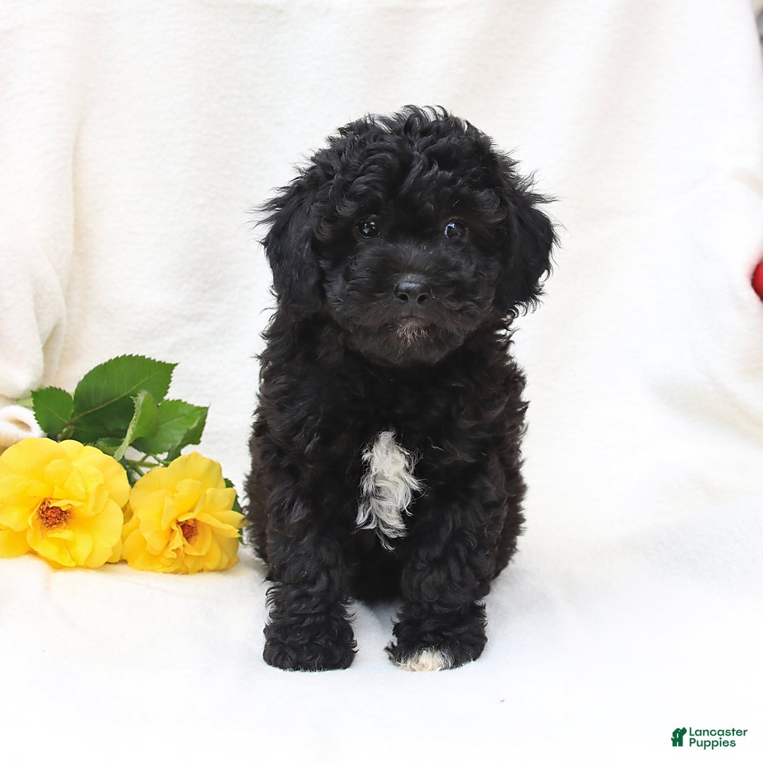 Havapoo dogs for sale: Lucky - Image 2