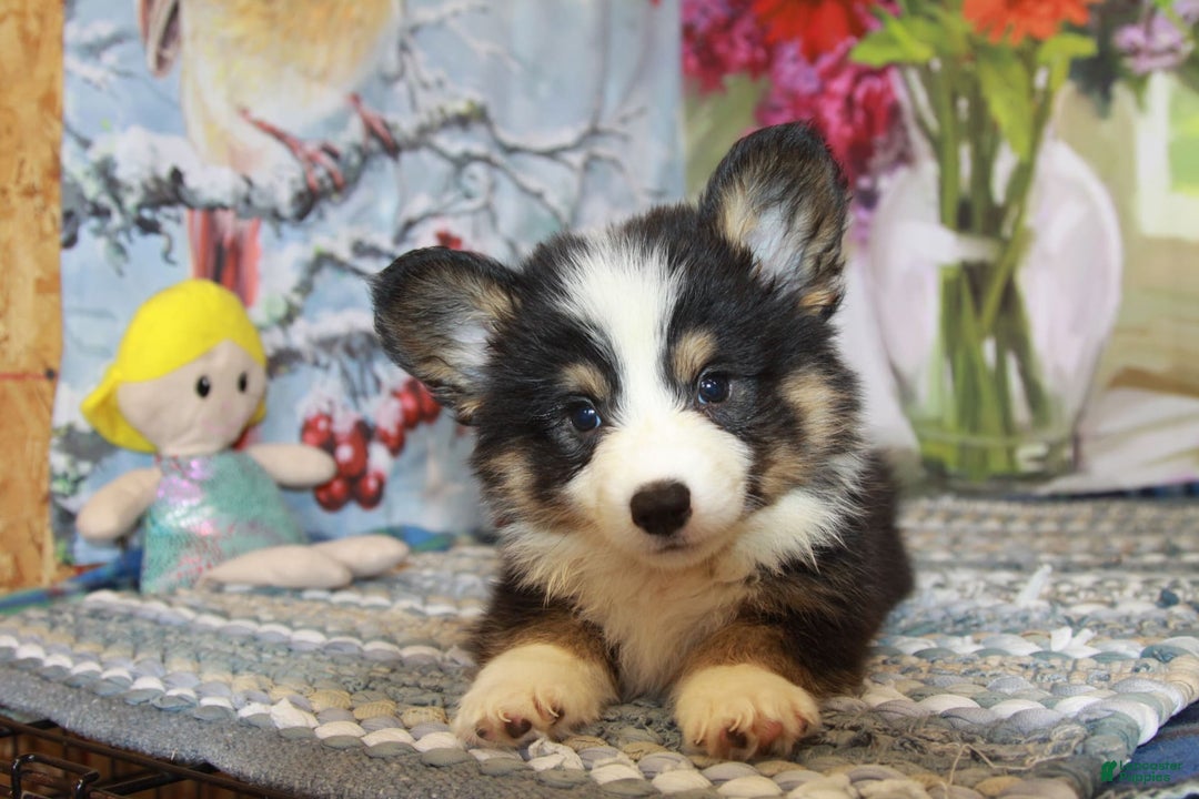 Welsh Corgi Pembroke dogs for sale: Harold Fluffy - Image 5