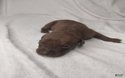 American Bully dogs for sale: Nestle - Image 1